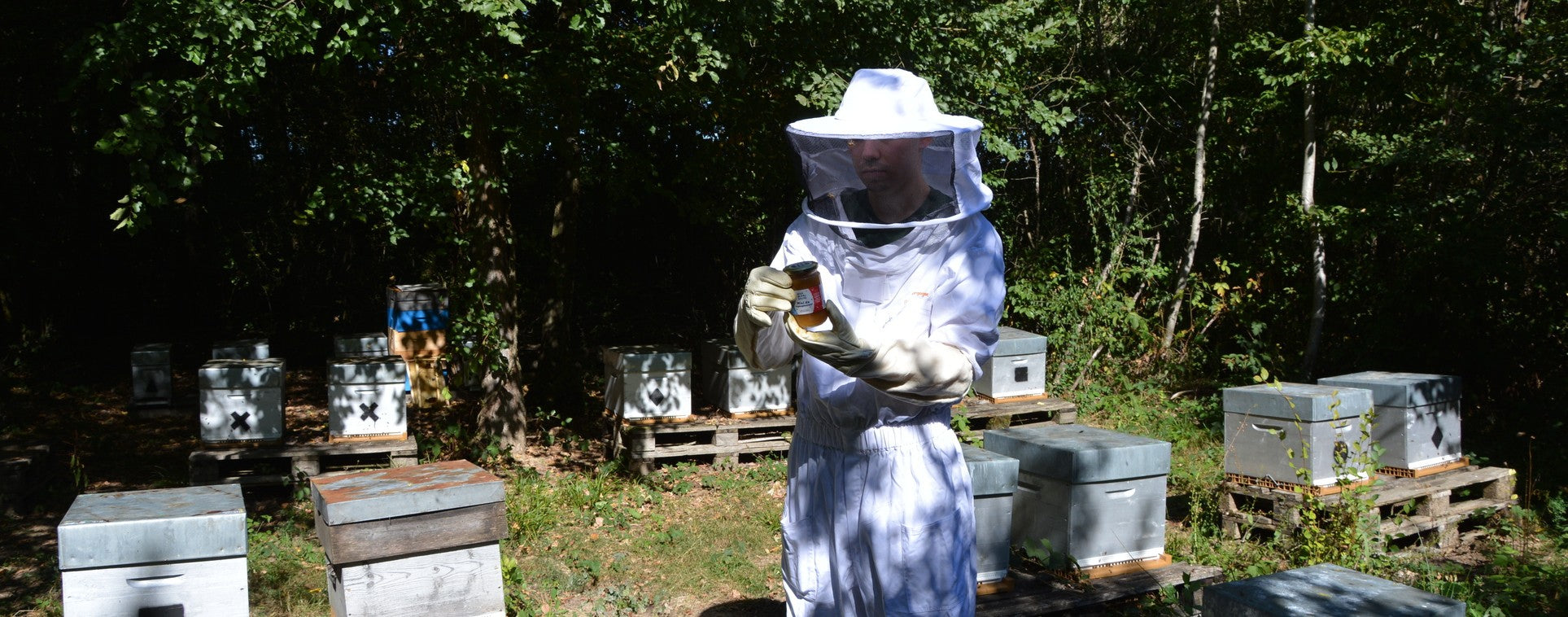 Les Ruches en apiculture naturelle et sauvage - découverte sur les