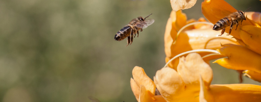 PLANTES MELLIFÈRES, QUELLES SONT-ELLES AU PRINTEMPS ?