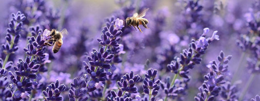 POURQUOI LA DIVERSITÉ VÉGÉTALE EST-ELLE SI IMPORTANTE POUR LES ABEILLES ?