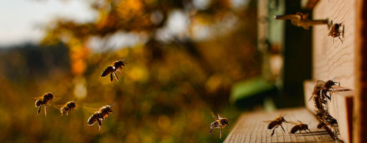 212 MILLIONS D'ABEILLES EN PLUS EN FRANCE GRÂCE AUX MIELS BLEU BLANC RUCHE