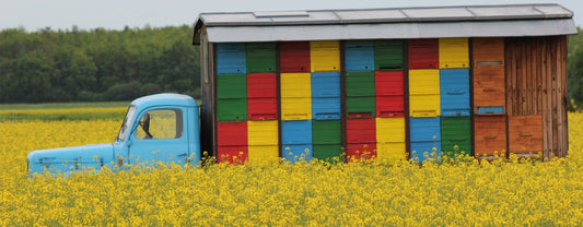 2020 : LE CONFINEMENT SERAIT-IL BÉNÉFIQUE AUX ABEILLES ?